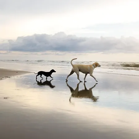 Bay Shores - Pool And Access - Collection Of 2 In One Sleeping 18 Total *